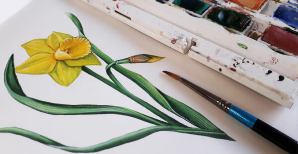Daffodil Watercolour Art